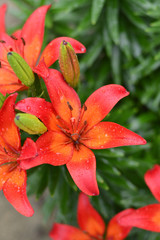 Beautiful Tiger Lily