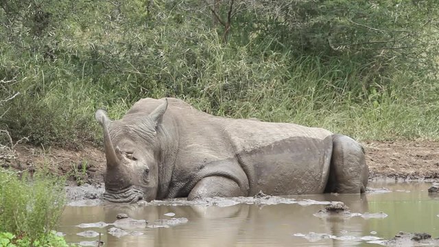 White rhino lying in muddy water with red oxpecker pecking at wound on rhino's head then jumps up and eats the flies on rhino's body.