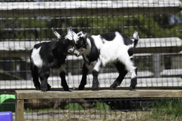 Baby Goats