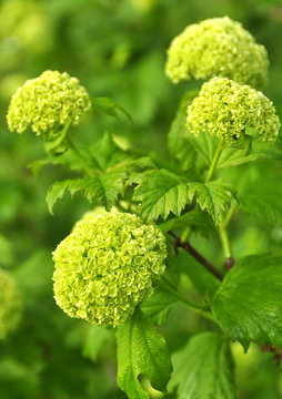 Viorne obier  boule de neige en fleurs 