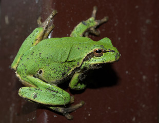 Green frog.