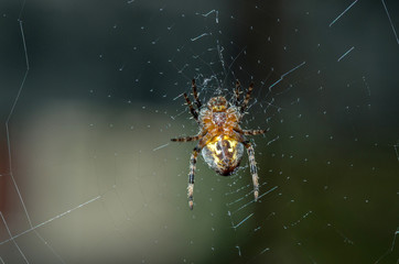 Spider sitting on a cobweb.