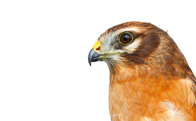 The Montagu's harrier (Circus pygargus) on a white background.
