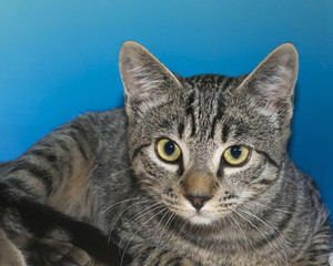 Portrait of a gray and tan tabby on blue textured background.