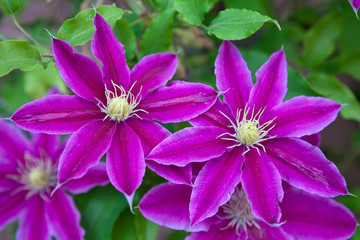 Clematis flowers over green background