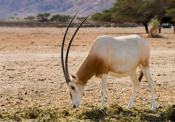 Sahara scimitar Oryx (Oryx leucoryx) in Hai-Bar nature reserve near Eilat, Israel