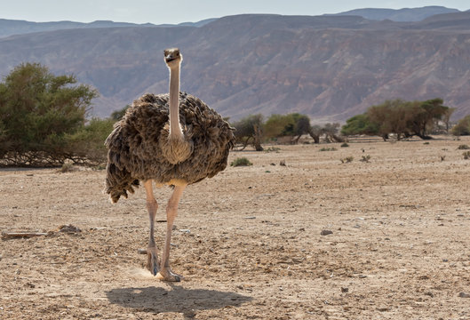 Female of African ostrich (Struthio camelus) in desert nature reserve near Eilat, Israel
