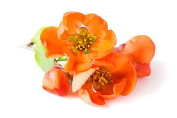 Almond branch isolated on white background