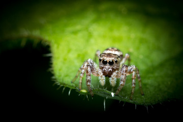 Jumping Spider Macro