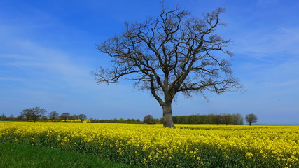 A tree without leaves  in the rapeseed field in spring