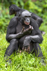 Fototapeta premium The close up portrait of Bonobo (Pan Paniscus) on the green natural background.