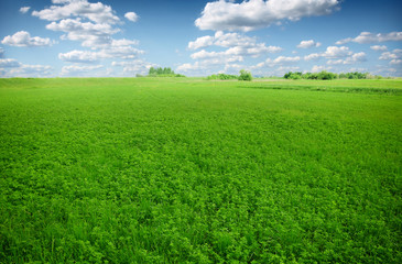 Picture of green clover field
