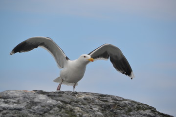 Seagull taking of