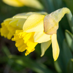 Fototapeta premium Single narcissus, yellow daffodil.