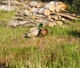 Drake and duck together