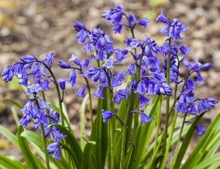 Bluebell flowers growing in woodland in spring time.