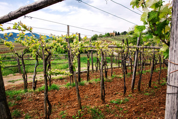 Fototapeta na wymiar vineyard in bucolic spring scene