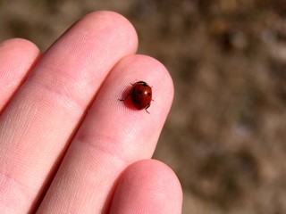 Ladybug in the Palm of your hand