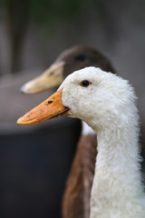 White and brown goose standing side by side
