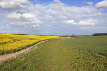 woodland copse with flowering oilseed rape crop