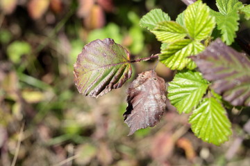macro leaves of a bush