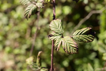 macro leaves of a bush