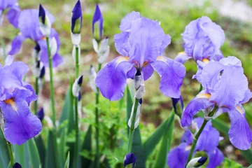 Photo sur Plexiglas Iris jardin de fleurs d& 39 iris