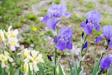 iris flowers garden 