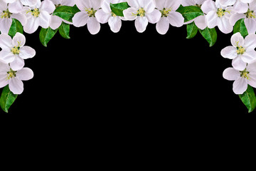 Obraz premium Beautiful delicate white flowers of apple blossom isolated on bl