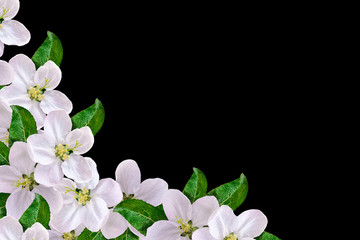 Beautiful delicate white flowers of apple blossom isolated on bl