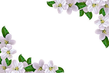 Beautiful delicate white flowers of apple blossom isolated on wh