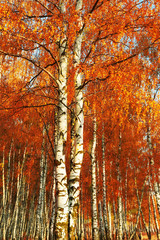 Forest birch. Autumn gold