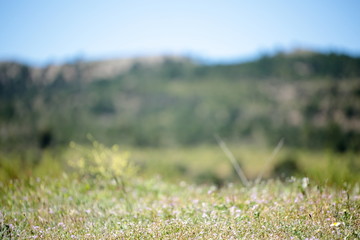 Flowers in the foreground with unfocused background