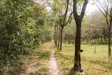 Collecting rubber in Thailand. Rubber plantations.