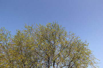 Fototapeta premium Top of big tree