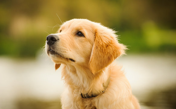 Headshot of Golden Retriever puppy