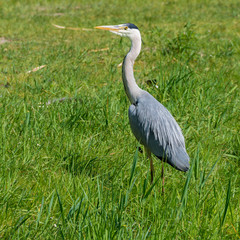 Graureiher (Ardea cinerea) in seinem Jagdgebiet auf einer Wiese am Teich