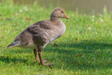 Graugans (Anser anser) Küken Gössel Graugänse
