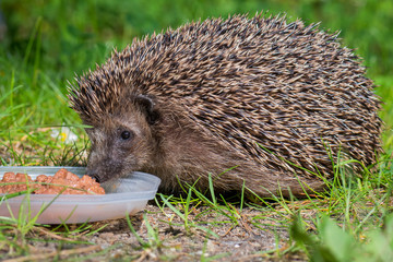 Igel Braunbrustigel (Erinaceus europaeus) im Garten im Frühling © mirkograul