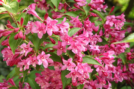 Weigelia Bristol Ruby
