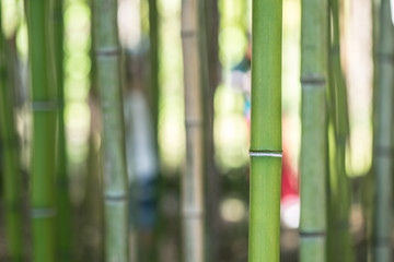 Closeup of green bamboo trunks. Only one trunk of a bamboo in focus, the others are blurry.
