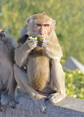 Monkey protecting a baby