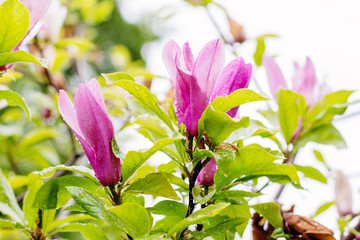 Pink magnolia flower