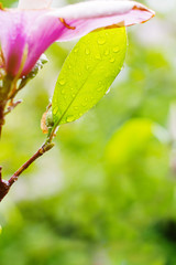 Wet leaf of magnolia