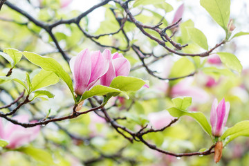 Pink magnolia tree