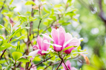 Obraz na płótnie Canvas Pink magnolia tree