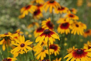 Rudbeckia two-color - Black-eyed Susan