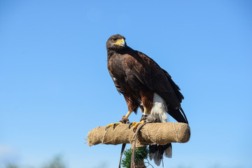 Aquila