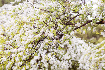 Spring flower background