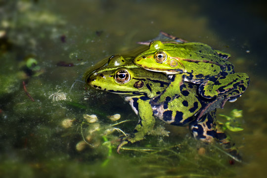 green frogs during mating in the pond, male sitting on the femal